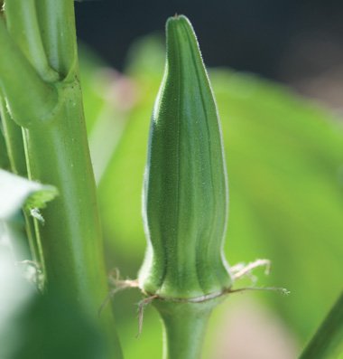 Clemson Spineless Perfection okra seems to be everyone's favorite. We sell it the most of all of our okra varieties.