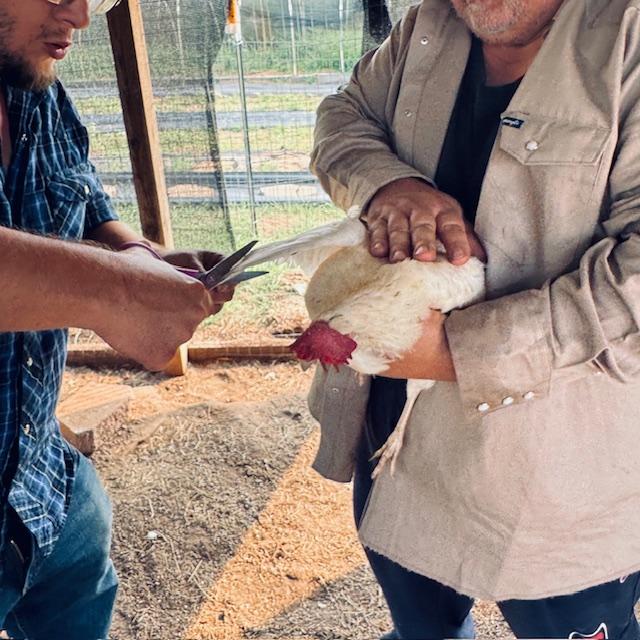 I clipped a few and then Matt took over while David caught and held some. I was surprised that David would help as he normally doesn't.