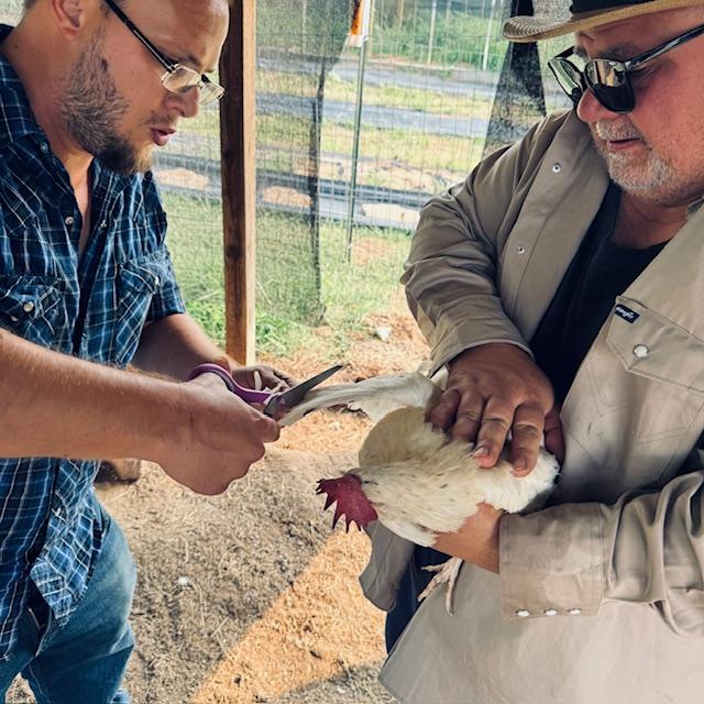 The white birds were very hard to get but the Easter Eggers were even harder.