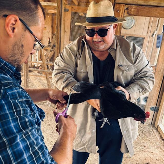 Here is a Black Sex Link that wasn't too difficult. We have just 2 of them.