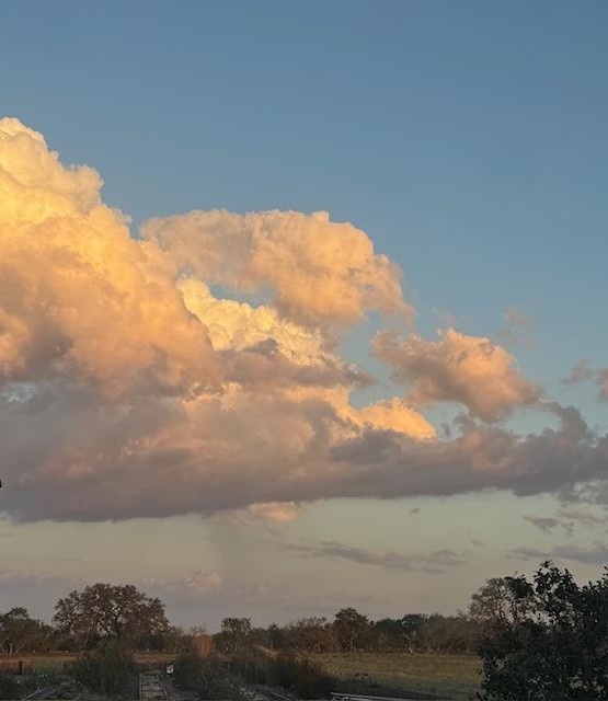 Here is the pretty view of the backyard this evening. I love the bit of pink in the clouds shortly before sunset. Here is the pretty view of the backyard this evening. I love the bit of pink in the clouds shortly before sunset.