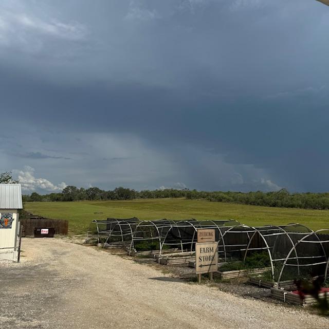 This photo shows our hoop houses, ready for planting our fall garden.
