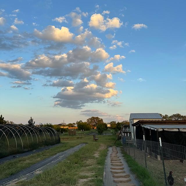 A look at the orchard from the chicken area.