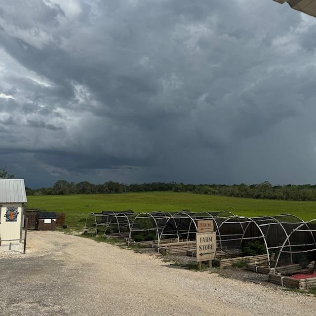 Dark clouds over the new property from January. This is a 12 acre field but we only bought 4 acres at this time. Land is so expensive!