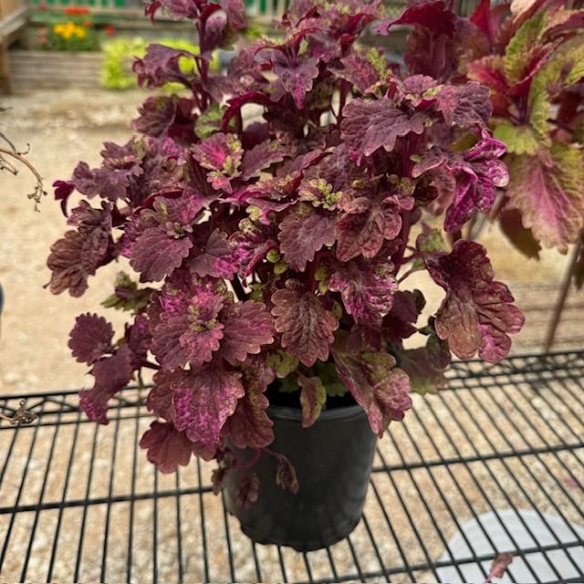 This is one of the coleus plants we have for sale. Isn't it beautiful? This is one of the coleus plants we have for sale. Isn't it beautiful?