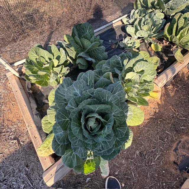 Collards and other greens in our garden from last fall.