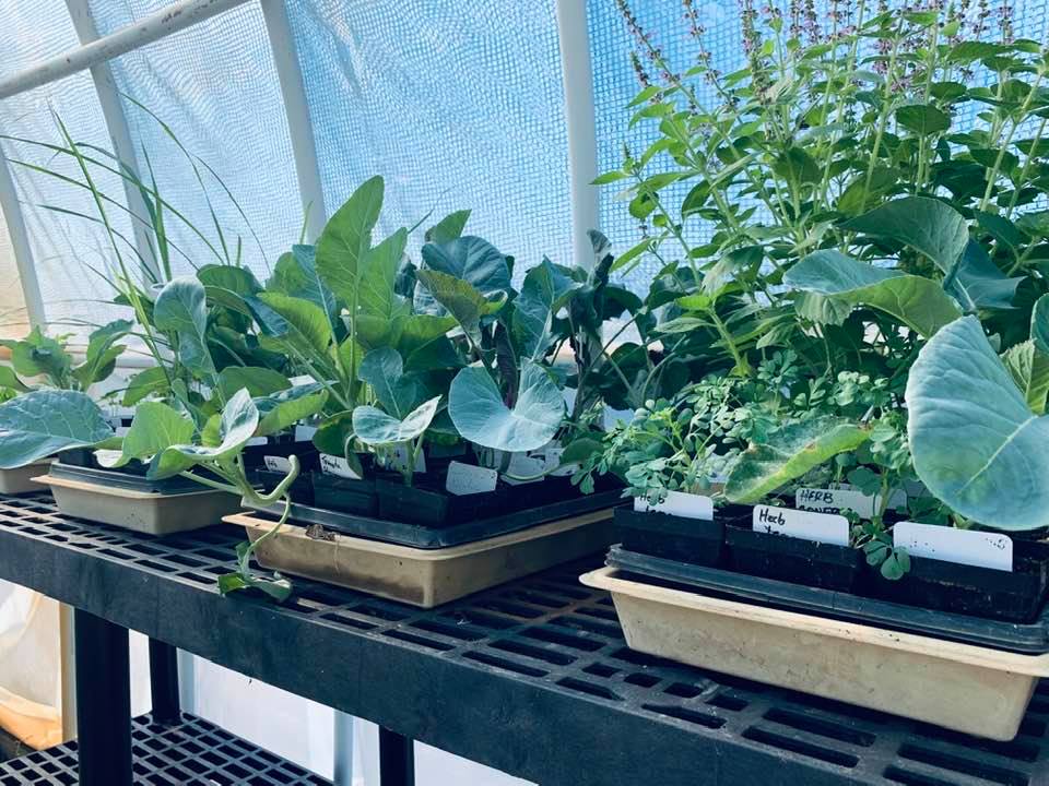 Collard greens and some mint plants are growing in the greenhouse.