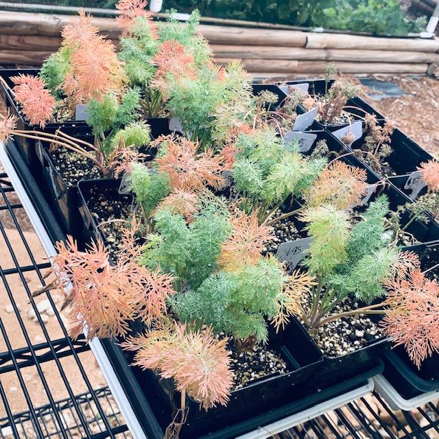 Dill plants are self sowing annuals. Dill smells great and added in homemade dill pickles, egg salad, tuna salad, and deviled eggs. Dill plants are self sowing annuals. Dill smells great and added in homemade dill pickles, egg salad, tuna salad, and deviled eggs.