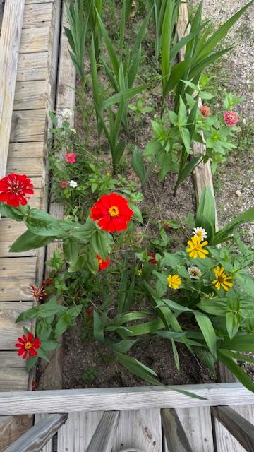 These colorful zinnias are growing by our Farm Store right now.