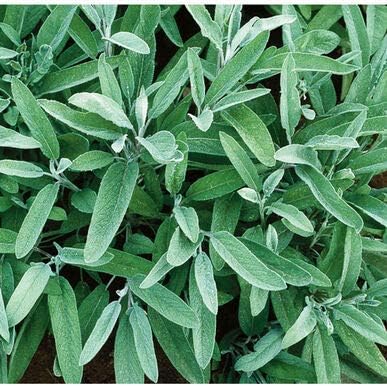 Common sage repels rodents naturally.