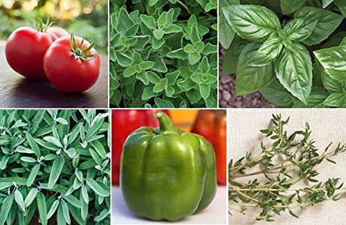 Image of Jicama companion planting with tomatoes, peppers, and okra