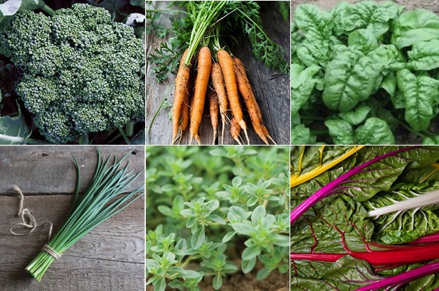 Broccoli, carrots, spinach, chives, oregano, and Swiss chard make a nice intensive garden bed.