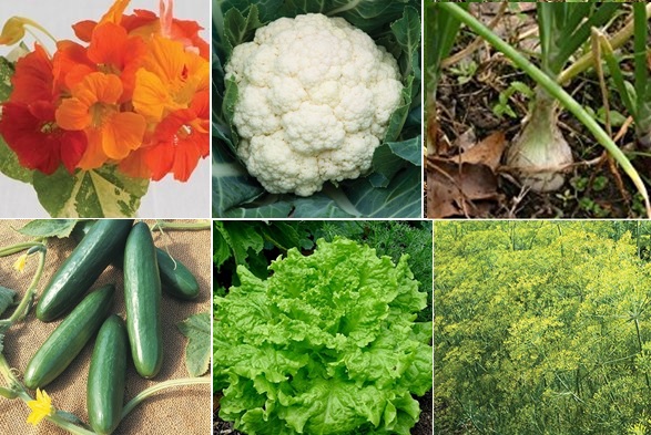 Nasturtium, cauliflower, onion, cucumber, lettuce and dill make a wonderful garden bed.