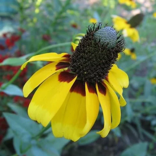 Here is a coneflower. When you deadhead your garden, coneflowers benefit from deadheading.