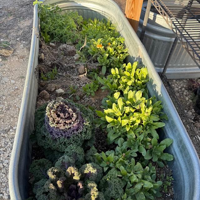 These flowers were planted by me last fall and they survived the freezes--flowering kale, calendula, and red bluebonnets. These flowers were planted by me last fall and they survived the freezes--flowering kale, calendula, and red bluebonnets.
