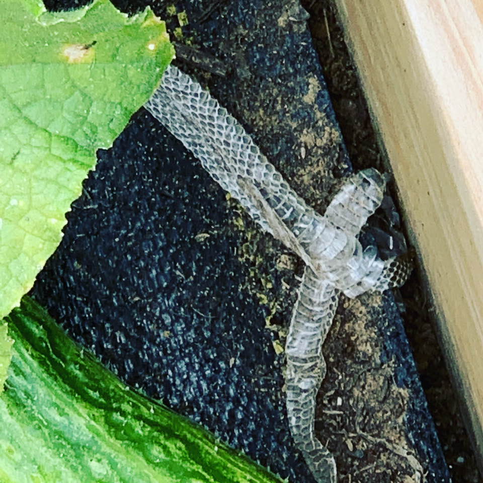 Matthew found the skin of a copperhead in the cucumber bed this morning. Matthew found the skin of a copperhead in the cucumber bed this morning.