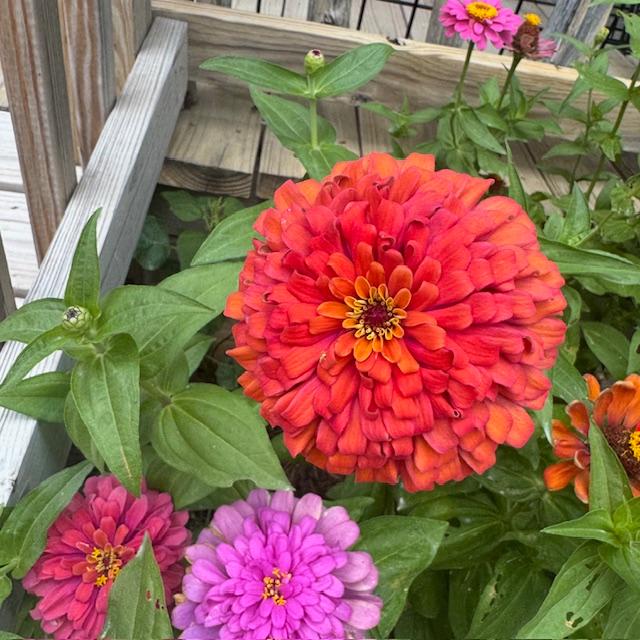 Coral, pink, and light purple zinnias in my garden.