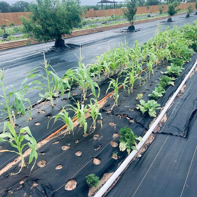 This is our orchard. Corn and other things are growing between the rows of trees.