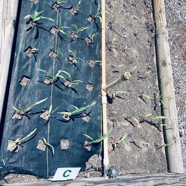 I know the theme this week is plant fall flowers but here is our newly planted fall corn coming up already in one of our over 100 raised garden beds around the farm. I know the theme this week is plant fall flowers but here is our newly planted fall corn coming up already in one of our over 100 raised garden beds around the farm.