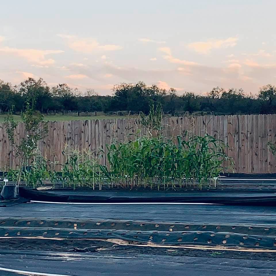 Corn planted in our orchard for fall. This orchard is one of our seed sources. We plant in between rows of trees and save seeds.