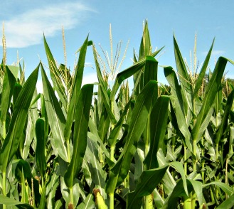 There is nothing prettier to me than a field of growing corn. Corn is my favorite veggie!