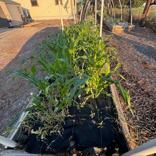 Our fall corn is growing.