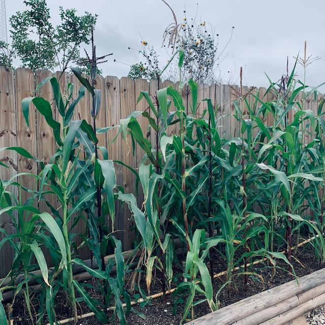 Corn grows best when you direct sow your seeds 1/2 inch in regular soil but 3 inches in straight sand like we have on the farm. Corn grows best when you direct sow your seeds 1/2 inch in regular soil but 3 inches in straight sand like we have on the farm.