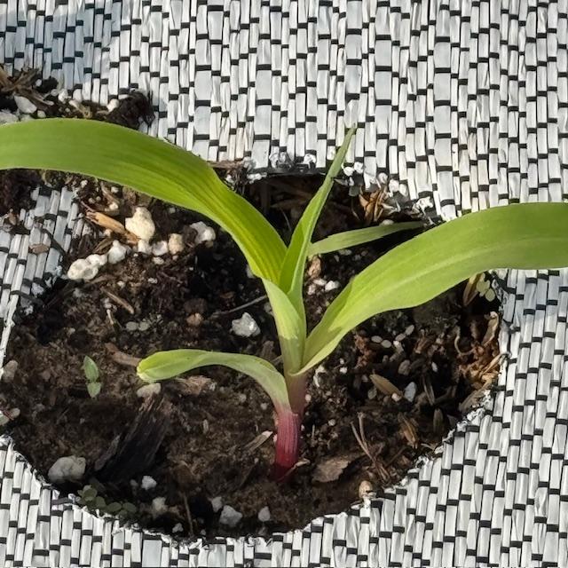 Our corn is coming up--my favorite!