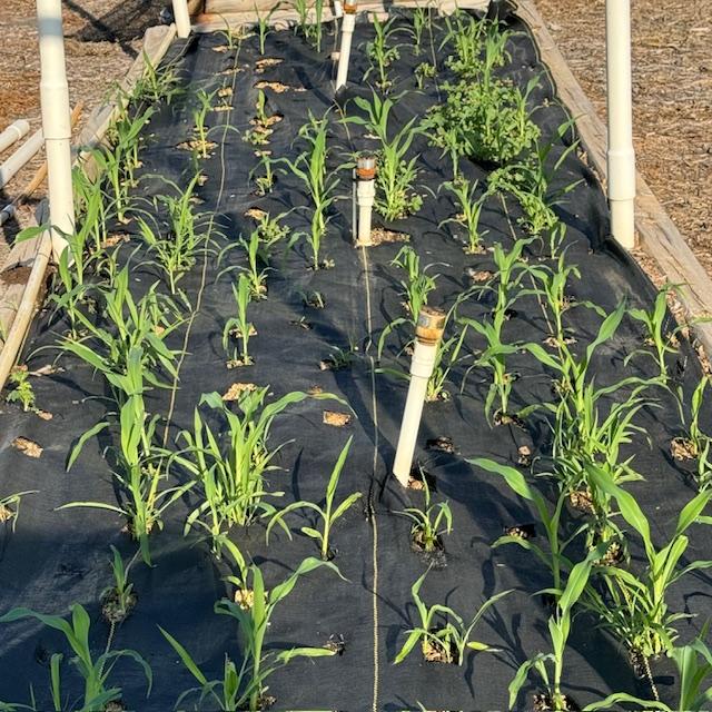 The corn is coming up.