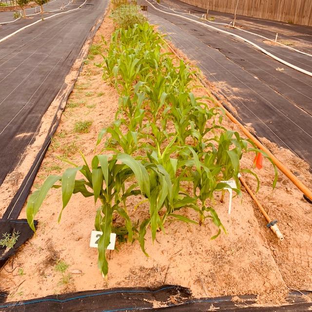 Our sweet corn is looking good back in the orchard area.