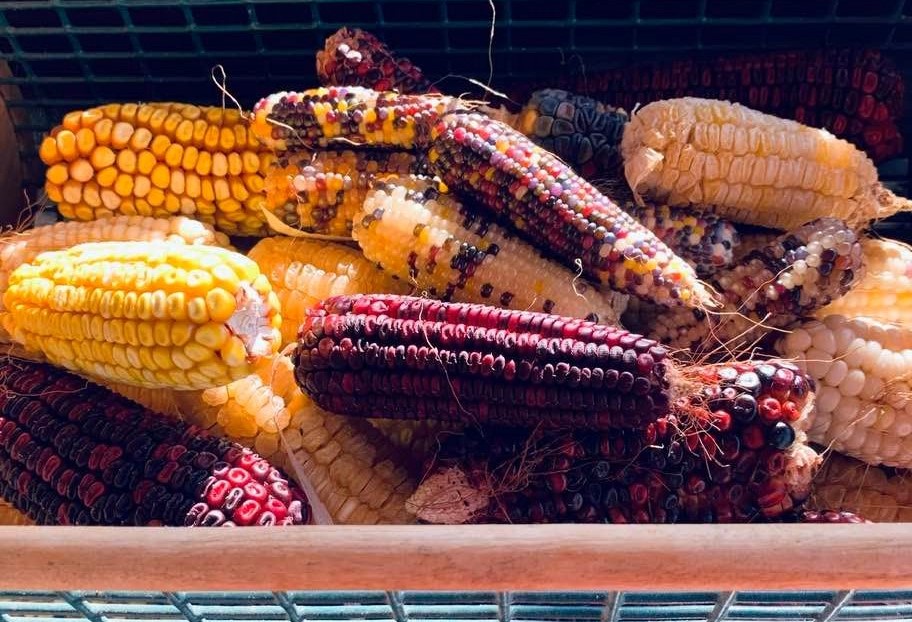 Another one of our corn harvests.