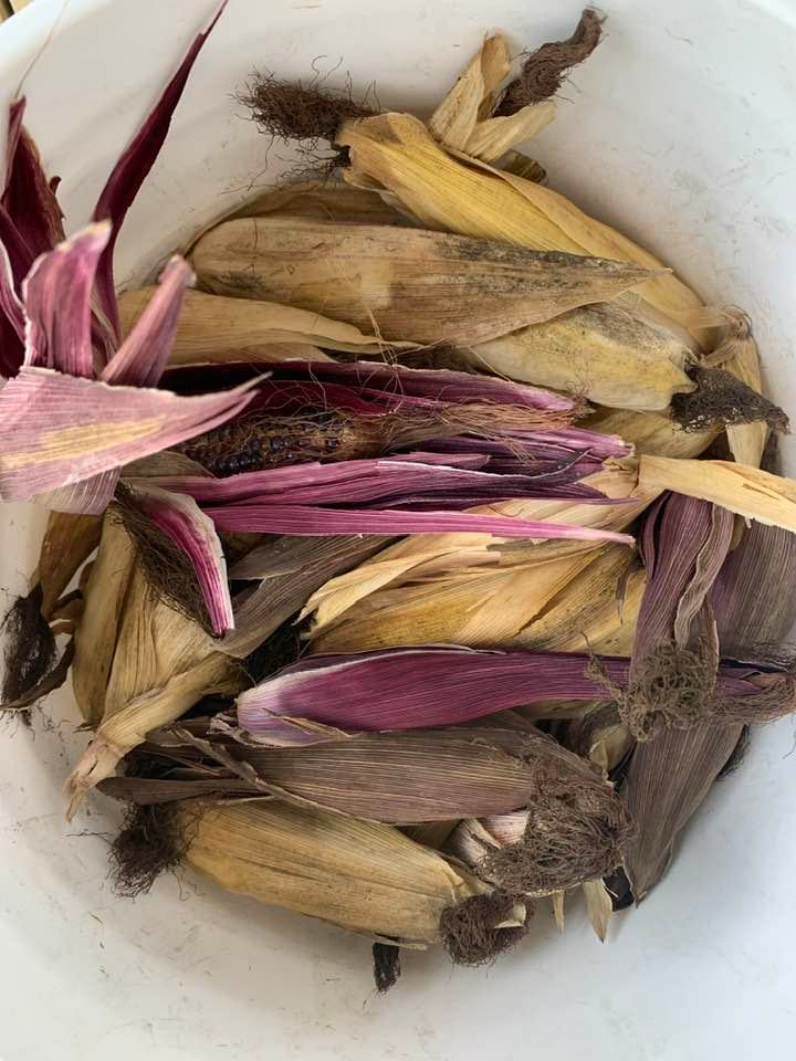 Here is another large bucket of unshucked corn out of the back forty from today's harvest.