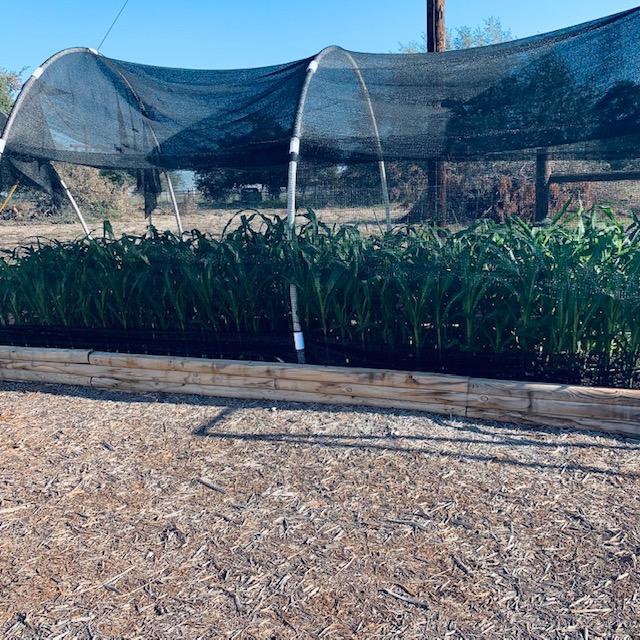 We planted corn in this new hoop house over by the Fulfillment building.
