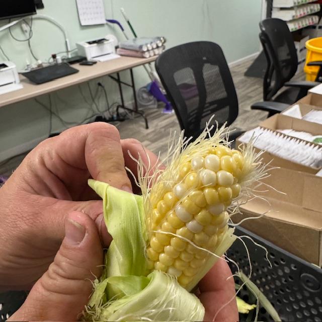 Sometimes, ears of corn get a bit deformed but they still taste delicious.
