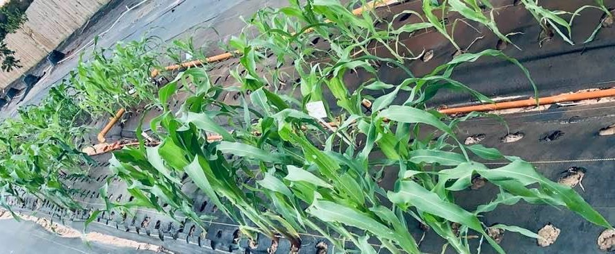 We are hoping we have enough time to grow some sweet corn before our first frost as part of our fall crops.