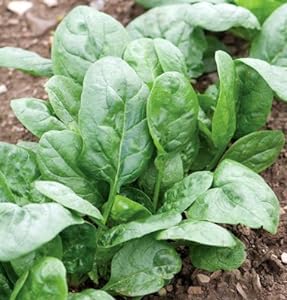 This is a variety of spinach called Corvair. Growing greens includes many different plants.