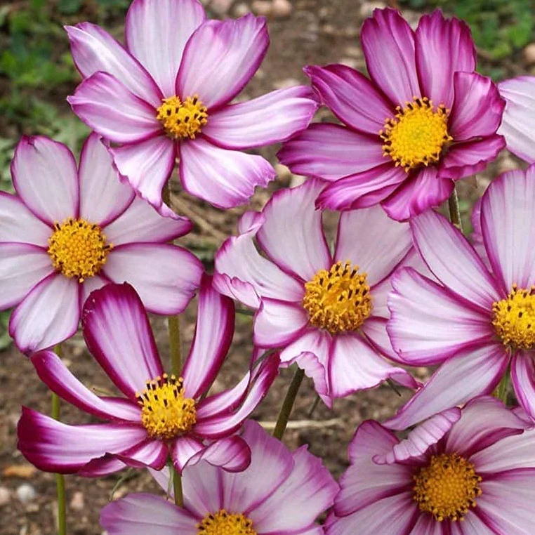 Picotee Cosmos are members of the Aster family. We have many cosmos varieties.