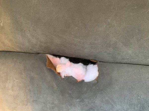 Molly chewed part of the fabric away from my new couch.