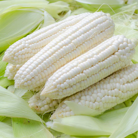 Country Gentleman is a sweet, white corn that is one of our most popular spring seed varieties.