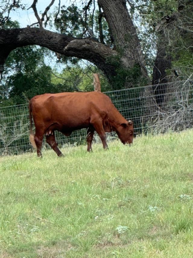 She was a nice looking cow.