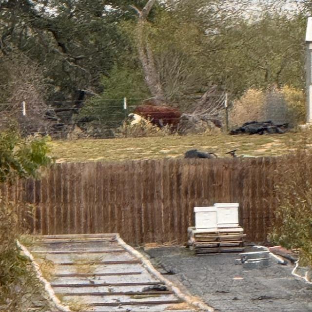 A closeup shows the cow on his own property. It is a pretty one.