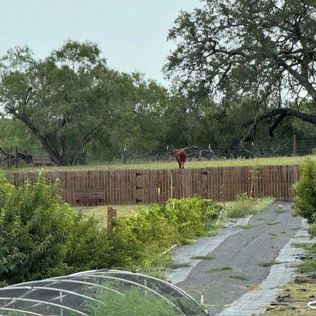 The cow could have easily destroyed our orchard and fence.