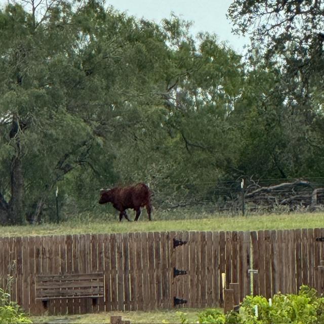 This cow found a hole in our neighbor's fence and came over to our yard for more than 24 hours.