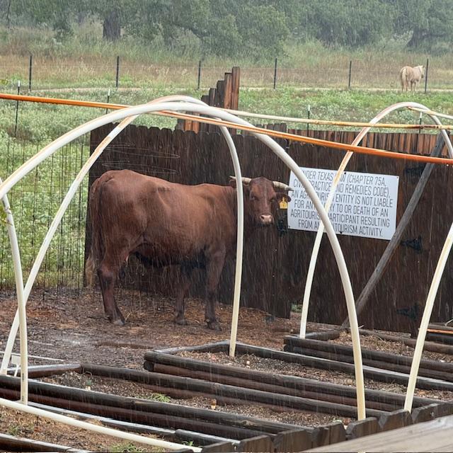 Our neighbor's cow came over in the pouring rain just to read our Agritourism sign! Can you believe that? Our neighbor's cow came over in the pouring rain just to read our Agritourism sign! Can you believe that?
