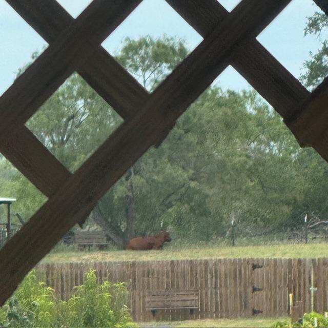 The cow was lying down by my bench at the top of the hill. Soon after, the rain started.