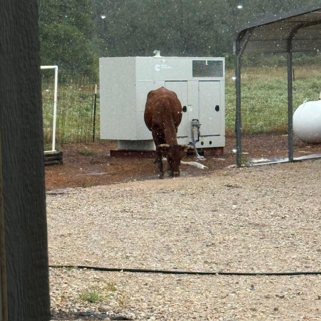 Here the cow is by our generator.
