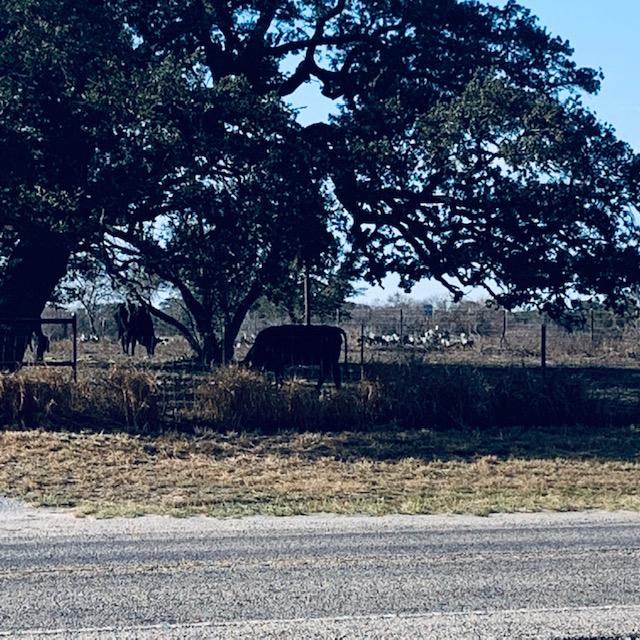 Our neighbor's cows under a tree. Have I mentioned that I love cows?