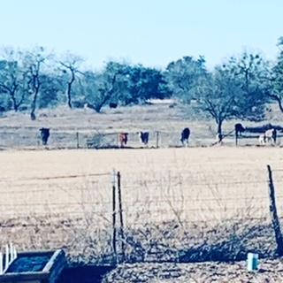 Beef cows next door. I love cows but so far, we have none. David's parents raised beef cows for many years before selling their 300 acre ranch. Beef cows next door. I love cows but so far, we have none. David's parents raised beef cows for many years before selling their 300 acre ranch.