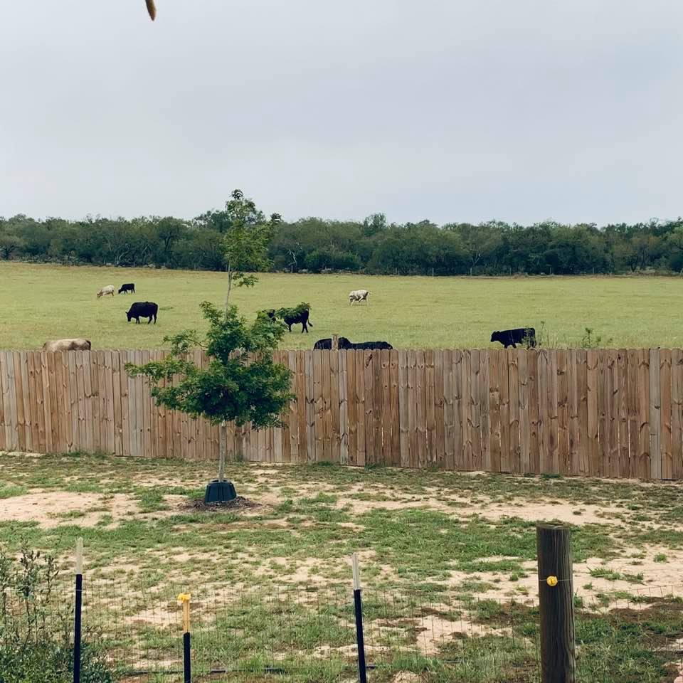 This October on the farm has brought us many days of the cows being in the hayfield. I have really enjoyed seeing them.