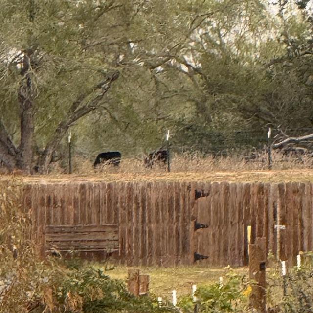 Here are 2 more just down the fenceline.
